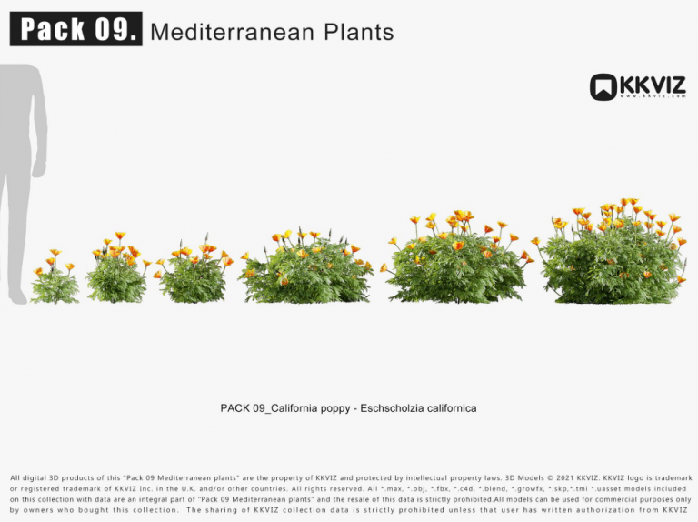 KKVIZ – Pack 09 – Mediterranean Plants 3D Model - Ảnh 4
