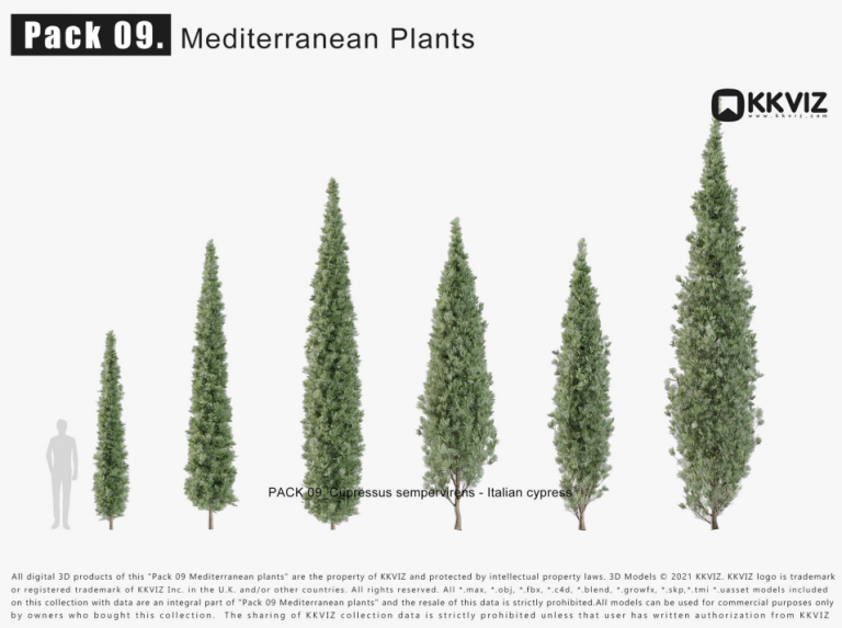 KKVIZ – Pack 09 – Mediterranean Plants 3D Model - Ảnh 7