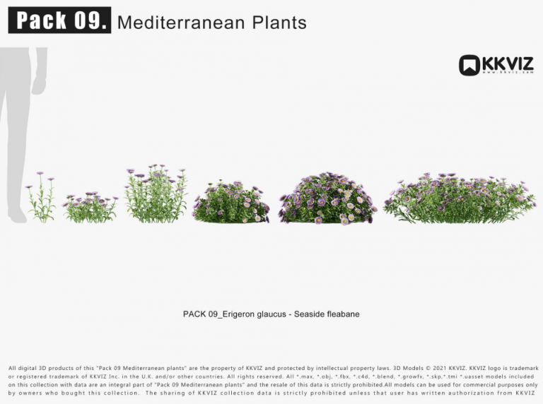 KKVIZ – Pack 09 – Mediterranean Plants 3D Model - Ảnh 10