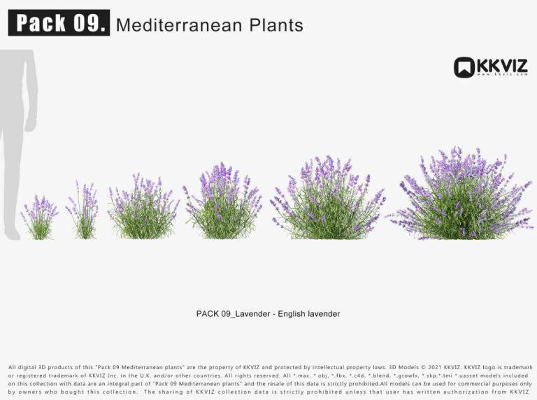 KKVIZ – Pack 09 – Mediterranean Plants 3D Model - Ảnh 8