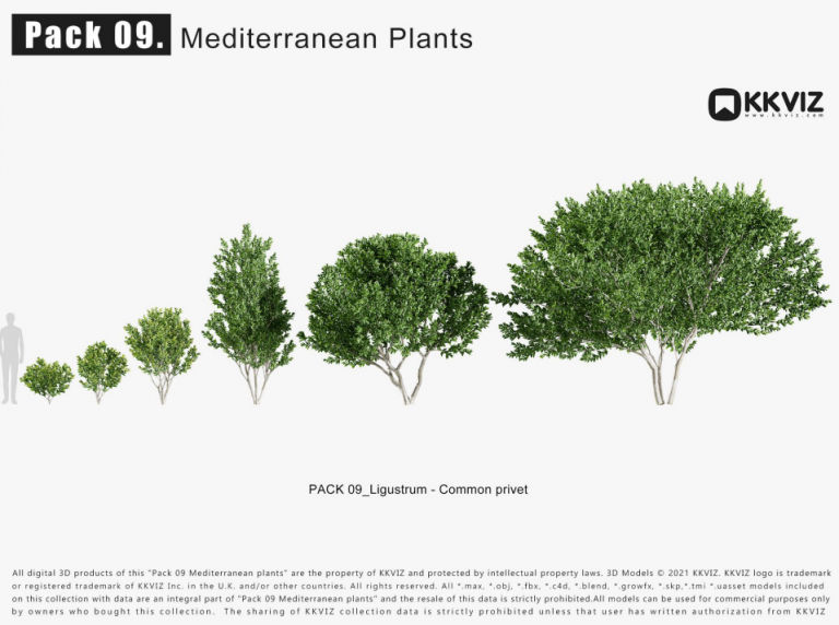 KKVIZ – Pack 09 – Mediterranean Plants 3D Model - Ảnh 9