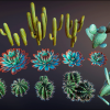 Cacti