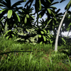 Tropical Nature 50 Models Pack UE 4.2X