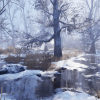 Winter Forest