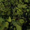 Ontario PBR Plant Pack