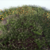 Plants Pack