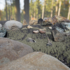 Stones and Branches Vol 1