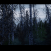 Northern Forest