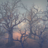 Dried trees