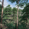 Trees: Pine Tree