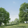 Trees: Maple Tree