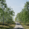Trees: Birch Tree