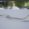 Medhue Black Mamba Snake