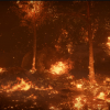 Forest Fire