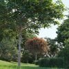 Maxtree – Plant Models Vol. 58