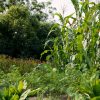 Maxtree – Plant Models Vol. 93