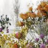 Maxtree – Plant Models Vol. 53