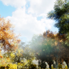 Autumn realistic forest pack