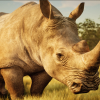 Animalia - White Rhinoceros (male)
