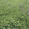 Maxtree – Plant Models Vol. 1