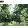 Maxtree – Plant Models Vol. 5