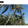 Maxtree – Plant Models Vol. 15