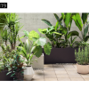 Maxtree – Plant Models Vol. 19