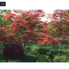 Maxtree – Plant Models Vol. 26