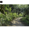 Maxtree – Plant Models Vol. 27