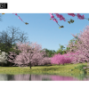 Maxtree – Plant Models Vol. 31