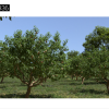 Maxtree – Plant Models Vol. 36