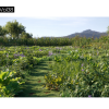 Maxtree – Plant Models Vol. 38