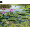 Maxtree – Plant Models Vol. 39