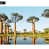 Maxtree – Plant Models Vol. 41 Version 1.0