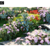 Maxtree – Plant Models Vol. 42