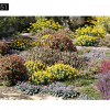 Maxtree – Plant Models Vol. 51