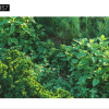 Maxtree – Plant Models Vol. 57