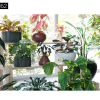 Maxtree – Plant Models Vol. 62