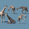 African Animal - Giraffe