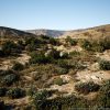 MW Shrubs and Bushes