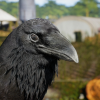 Animalia - Raven