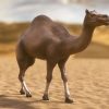 Desert Camel