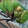 Animalia - Green Darner Dragonfly