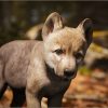 Animalia - Gray Wolf (young)