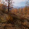 225 Square Km Procedural Forest