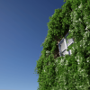Crazy Ivy - Procedural Ivy & Vine Generator Plug-in - Auto Grow Plants In Editor v1.0 UE5.3+UE5.4+UE5.5