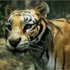 Animalia - Tiger (male)