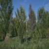 Poplars Pack (Populus nigra f. pyramidalis)