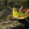 Animalia - Meadow Grasshopper