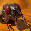 Animalia - Housefly